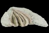 Crinoid Crown (Agaricocrinus) Fossil - Crawfordsville, Indiana #99933-2